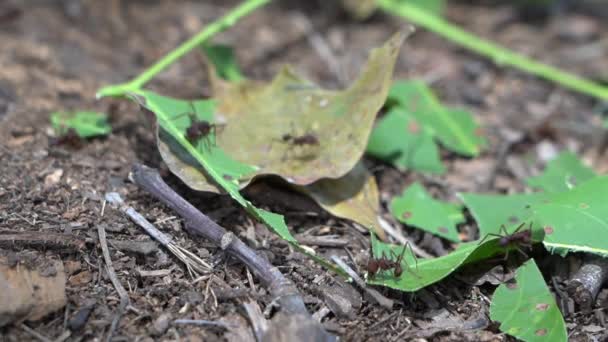 Formigas Cortadoras Folhas Rastejando Chão Floresta Tropical Trabalhando Juntas Trabalho — Vídeo de Stock