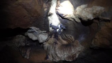Tavandan sarkan yarasalar Kolombiya 'daki Paicol şehrine yakın bir mağaranın karanlığında uçuyor..