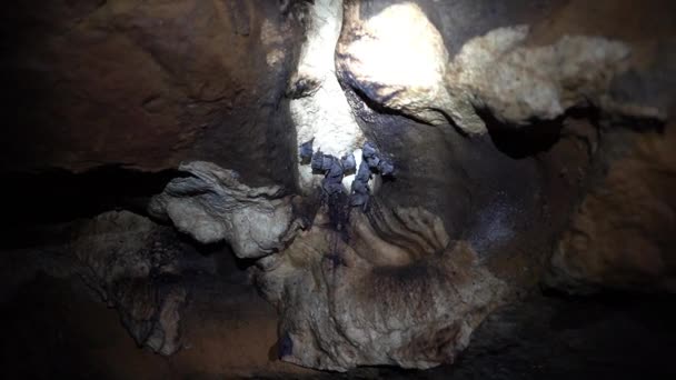 Bats Hanging Ceiling Flying Darkness Cave Close City Paicol Colombia — Stock Video