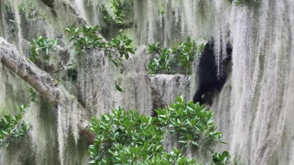 에콰도르의 안디노 보호구역 Oso Andino Reserve 정글의 나무를 올라가는 안디안 — 비디오