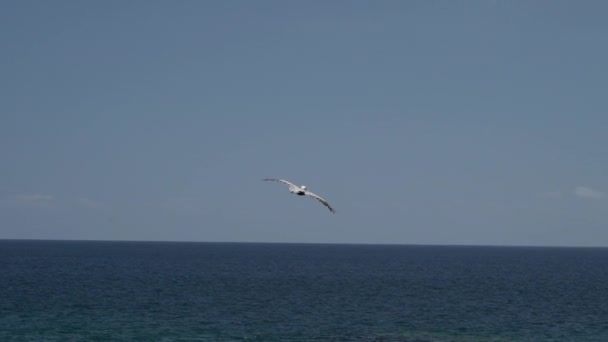 Galapagos Brown Pelican Flying Coastline Galapagos Islands Pacific Ocean Hunting — Stock Video