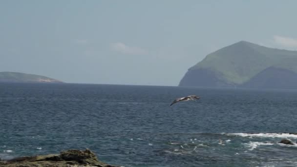 Galapagos Kahverengi Pelikan Pasifik Okyanusu Ndaki Galapagos Adaları Boyunca Uçuyor — Stok video