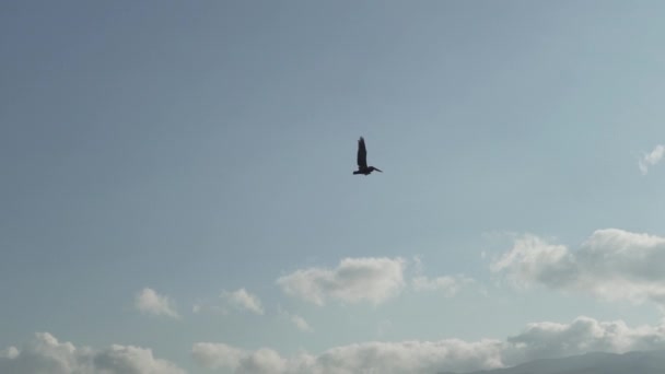 Galápagos Pelicano Castanho Voando Longo Costa Das Ilhas Galápagos Oceano — Vídeo de Stock
