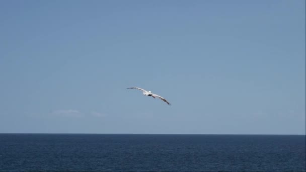 Galápagos Pelicano Castanho Voando Longo Costa Das Ilhas Galápagos Oceano — Vídeo de Stock