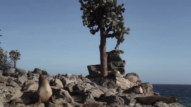 Група Галапагоських Морських Левів Залопус Бабекі Відпочиває Засмагає Під Високим — стокове відео