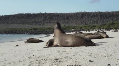 Galapagos deniz aslanı grubu Zalophus wollebaeki, arka planda turkuaz su bulunan Ekvador kıyılarının Pasifik Okyanusu 'ndaki Galapagos adalarının beyaz kumlu plajında..