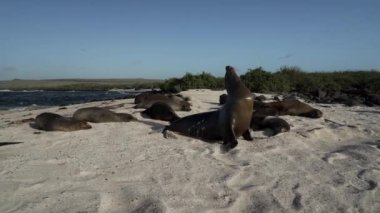 Galapagos deniz aslanı grubu Zalophus wollebaeki, arka planda turkuaz su bulunan Ekvador kıyılarının Pasifik Okyanusu 'ndaki Galapagos adalarının beyaz kumlu plajında..