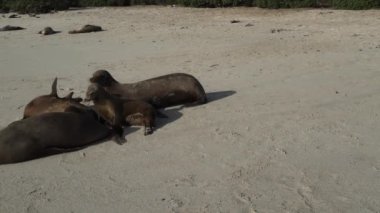 Galapagos deniz aslanı grubu Zalophus wollebaeki, arka planda turkuaz su bulunan Ekvador kıyılarının Pasifik Okyanusu 'ndaki Galapagos adalarının beyaz kumlu plajında..