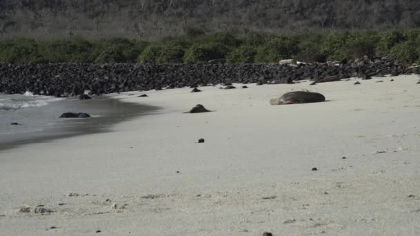 Group Galapagos Sea Lion Zalophus Wollebaeki White Sand Beach Galapagos — Stock Video