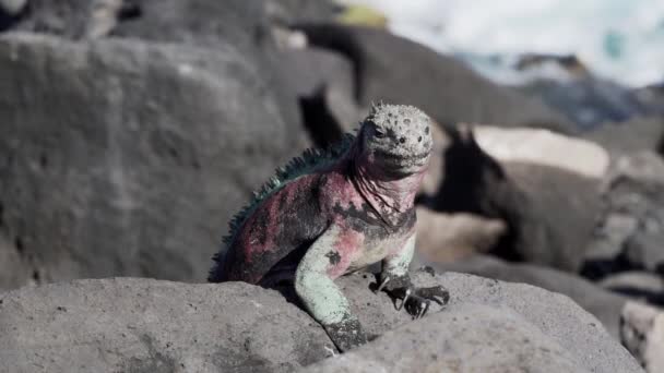 Zeeleguaan Amblyrhynchus Cristatus Een Endemische Reptielensoort Die Alleen Voorkomt Galapagos — Stockvideo
