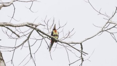 Kestane rengi Aracari, Pteroglossus Castanotis, Mindo, Ekvador 'daki yağmur ormanlarının tepesindeki bulut ormanı tepe noktasındalar..