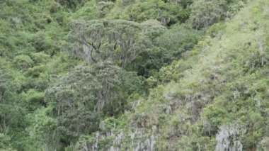 Dağların doğal ormanlarında liken ile kaplanmış uzun ağaç And Dağları 'nda ormanın dik bir vadisinde Ekvador' daki Oso Andino rezervinde