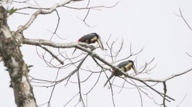 Kestane rengi Aracari, Pteroglossus Castanotis, Mindo, Ekvador 'daki yağmur ormanlarının tepesindeki bulut ormanı tepe noktasındalar..