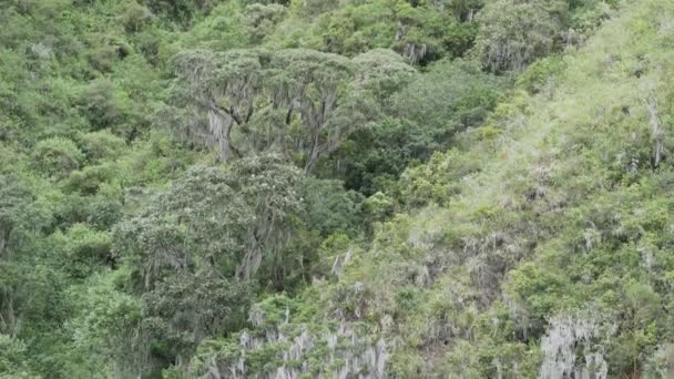 Högt Träd Täckt Lavar Inhemska Skogarna Höglandet Andeanbergen Brant Klyfta — Stockvideo