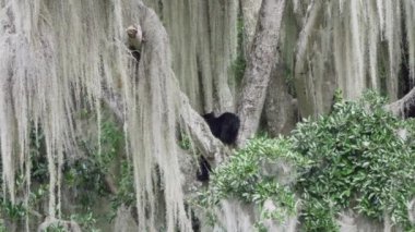 Gözlüklü ayı, Tremarctos ornatus, Andean dağlarındaki dağların ormanlarına özgü, Ekvador 'daki Oso Andino rezervindeki ormandaki yüksek bir ağaca tırmanan.