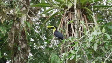 Kestane çene kemiği ya da Swainson Tukani (