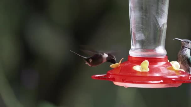 Ronzio Uccelli Che Volano Intorno Alimentatore Nella Giungla Della Foresta — Video Stock