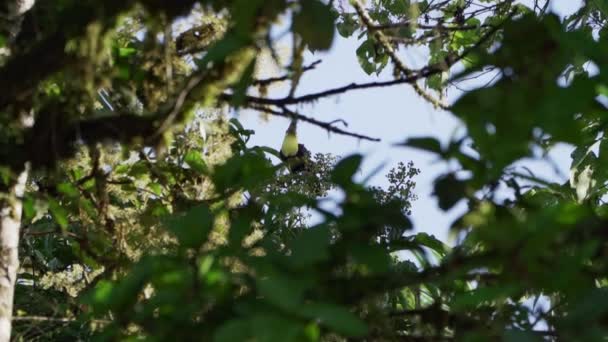 Chestnut Mandibled Atau Swainsons Toucan Ramphastos Ambiguus Swainsonii Adalah Subspesies — Stok Video