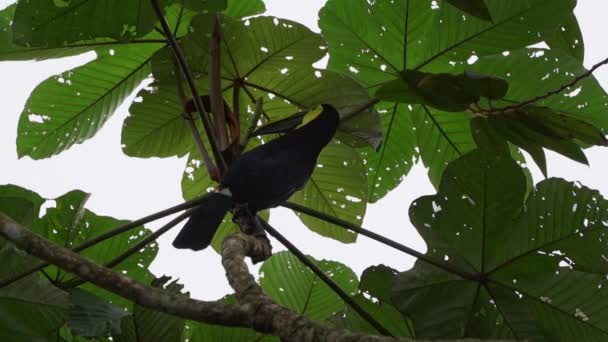 Chestnut Mandibled Swainsons Toucan Ramphastos Ambiguus Swainsonii Subspecies Yellow Throated — Stock Video