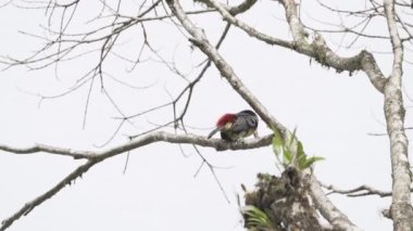 Kestane rengi Aracari, Pteroglossus Castanotis, Mindo, Ekvador 'daki yağmur ormanlarının tepesindeki bulut ormanı tepe noktasındalar..