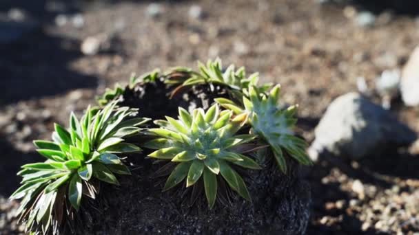 Zamarznięte Rośliny Wyżynach Gór Andes Podnóża Potężnego Chimborazo Ośnieżony Aktywny — Wideo stockowe