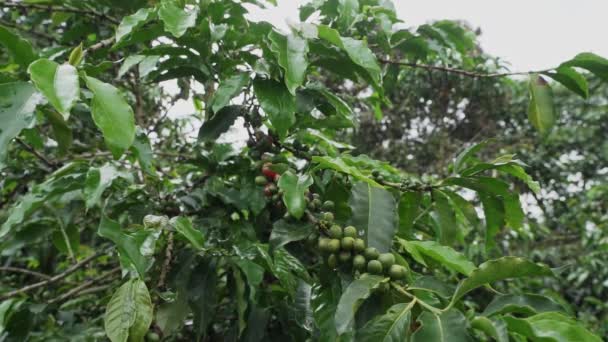Kávébab Egy Bokorban Egy Kávéültetvényen Kolumbiában Dél Amerikában — Stock videók