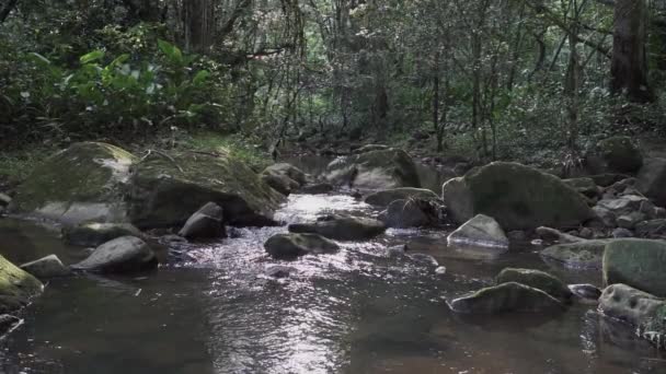 哥伦比亚帕科勒市附近丛林深处的热带雨林中美丽的热带瀑布 汇入沿河岸边的绿松石池中 — 图库视频影像