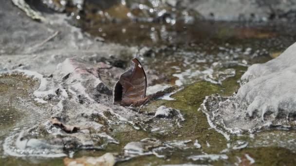 コロンビアのサンジャスティンに近い人気の観光地であるエストレチョ マグダレーナの狭いガブであるマグダレナ川の水たまりから美しい蝶を飲む — ストック動画