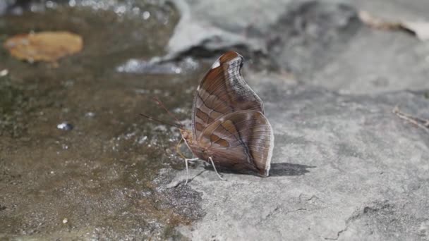 Beautiful Butterfly Drinking Puddle Magdalena River Narrow Gab Estrecho Magdalena — Stock Video