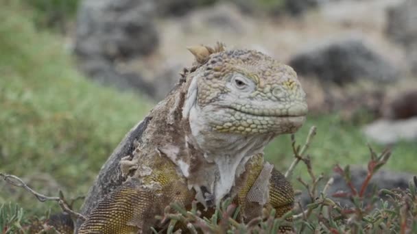 Κίτρινο Galapagos Γης Ιγκουάνα Επίσης Γνωστή Drusenkopf Conolophus Subcristatus Ενδημική — Αρχείο Βίντεο