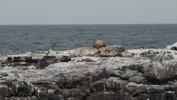 Ausgewachsene Galapagos Seelöwen Zalophus Wollebaeki Auf Den Galapagos Inseln Pazifischen — Stockvideo