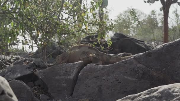 Желтые Галапагосские Земли Игуана Известный Drusenkopf Conolophus Subcristatus Эндемичных Галапагосских — стоковое видео