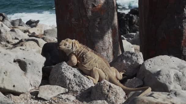 Gul Galapagos Land Leguan Även Känd Som Drusenkopf Eller Conolophus — Stockvideo