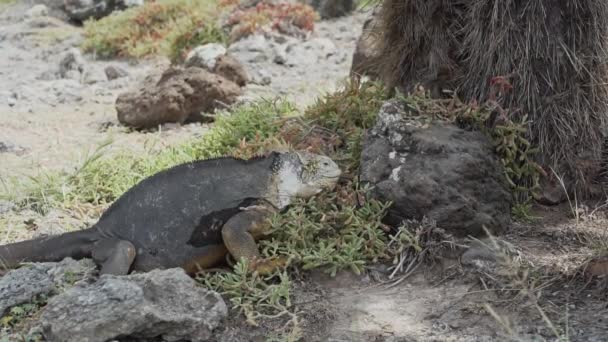 Żółte Galapagos Ziemi Iguana Znany Również Jako Drusenkopf Lub Conolophus — Wideo stockowe