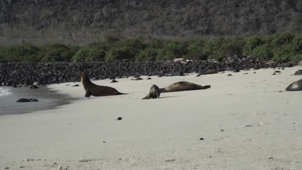 Grupo Lobos Marinos Galápagos Zalophus Wollebaeki Playa Arena Blanca Las — Vídeo de stock