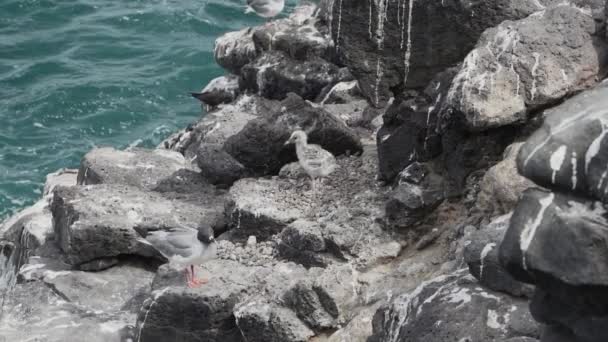 エクアドルの太平洋のガラパゴス諸島の岩の風景で 熟練したカメ クレイグラスカトゥスを飲み込む — ストック動画
