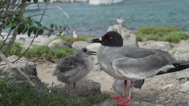 Swallow Tailed Gull Creagrus Furcatus Its Cute Little Chicks Rocky — Stock Video