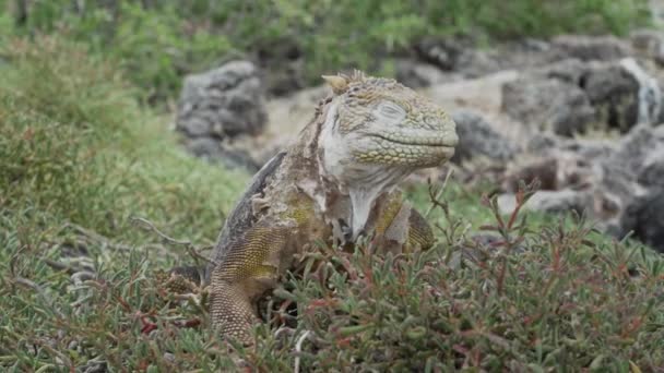 Żółte Galapagos Ziemi Iguana Znany Również Jako Drusenkopf Lub Conolophus — Wideo stockowe