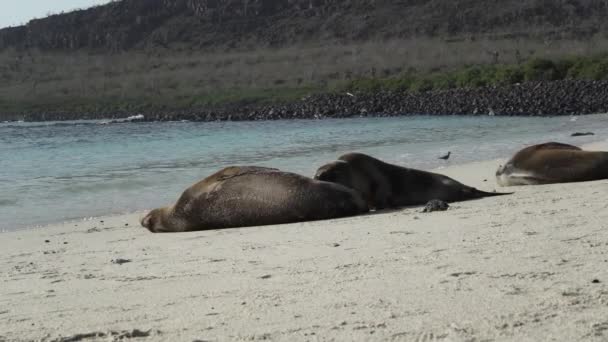 Galapagos Deniz Aslanı Grubu Zalophus Wollebaeki Arka Planda Turkuaz Bulunan — Stok video