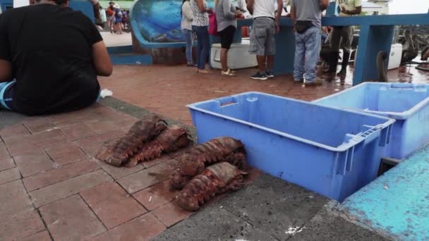 Puerto Ayora Santa Cruz Galapagos Ekwador 2019 Popularny Targ Rybny — Wideo stockowe