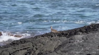 Uzun kavisli gagalı bir kuş olan Numenius phaeopus, Ekvador 'daki Galapagos adalarında Pasifik kıyılarındaki lav kayalarında yürüyor..