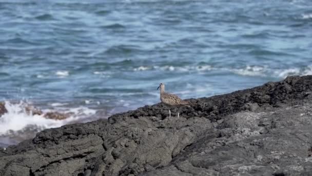 Примхливий Птах Довгим Вигнутим Дзьобом Йде Навколо Лавових Порід Тихоокеанської — стокове відео