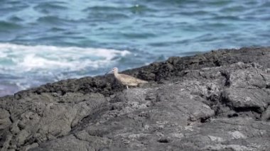 Uzun kavisli gagalı bir kuş olan Numenius phaeopus, Ekvador 'daki Galapagos adalarında Pasifik kıyılarındaki lav kayalarında yürüyor..