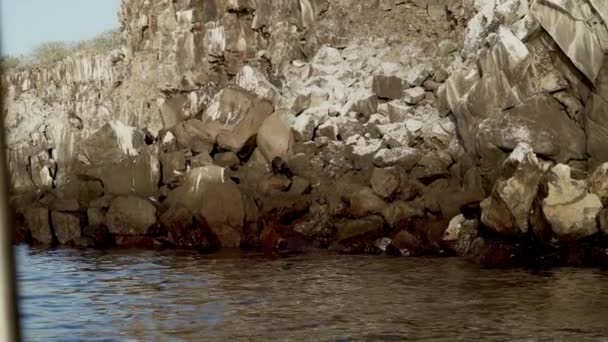 Галапагосский Морской Котик Arctohalus Galapagoensis Вулканических Скалах Острова Оломе Тихом — стоковое видео