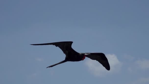 エクアドルの太平洋のガラパゴス諸島の海岸のクルーズ船の上に澄んだ青空に浮かぶ 特徴的な赤い神聖な大きな黒い海の鳥 壮大なフラガタ — ストック動画
