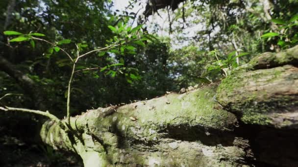 切叶蚁在热带雨林里爬过倒下的树 协同工作 把树叶带回蚁群 — 图库视频影像
