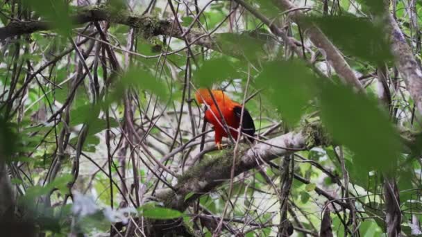位于岩石上的安第斯公鸡Rupicola Peruvianus是一种明亮的橙色帕萨里鸟 栖息在茂密而繁茂的亚马逊热带雨林中 飞往秘鲁安第斯山脉的Gocta瀑布 — 图库视频影像