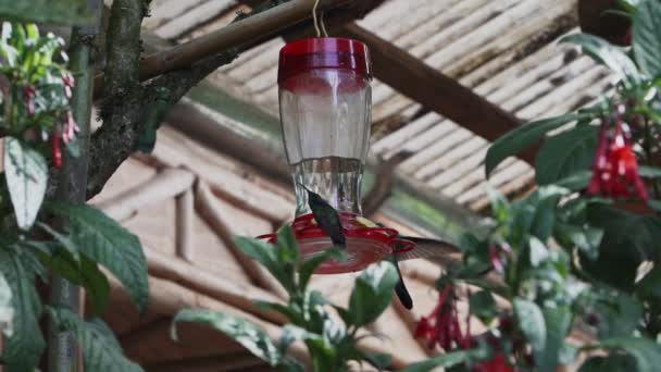 Γρήγορα Και Μικροσκοπικά Πουλιά Που Βουίζουν Πετούν Γύρω Από Έναν — Αρχείο Βίντεο