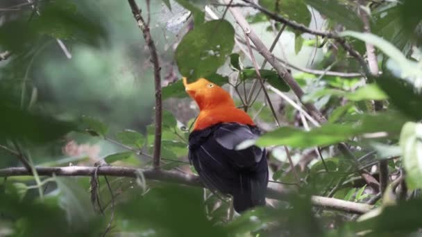 Άνδεων Κόκορας Στο Βράχο Rupicola Peruvianus Ένα Φωτεινό Πορτοκαλί Περαστικό — Αρχείο Βίντεο