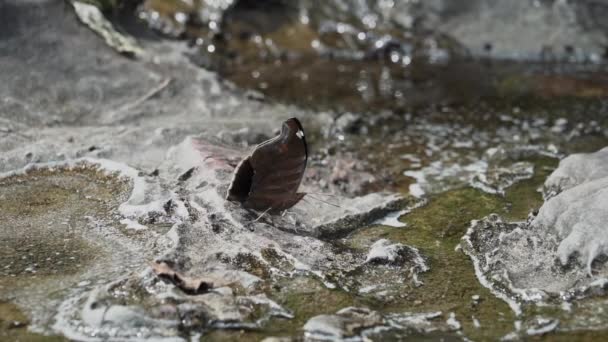 コロンビアのサンジャスティンに近い人気の観光地であるエストレチョ マグダレーナの狭いガブであるマグダレナ川の水たまりから美しい蝶を飲む — ストック動画